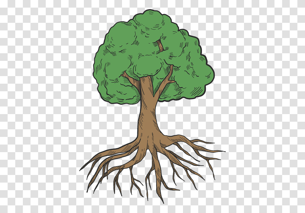 Post Oak, Plant, Root, Painting Transparent Png