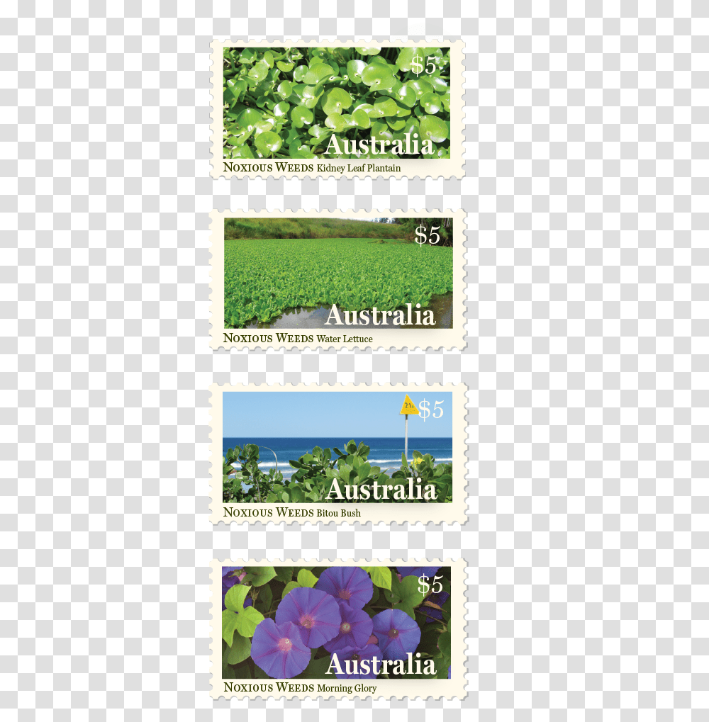 Postage Stamp Design Byron Bay Graphic Designs Loretta Blue Violet, Field, Grove, Woodland, Vegetation Transparent Png