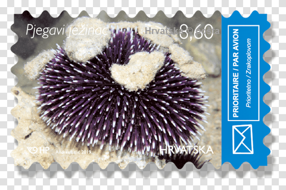 Postage Stamp, Sea Life, Animal, Invertebrate, Urchin Transparent Png