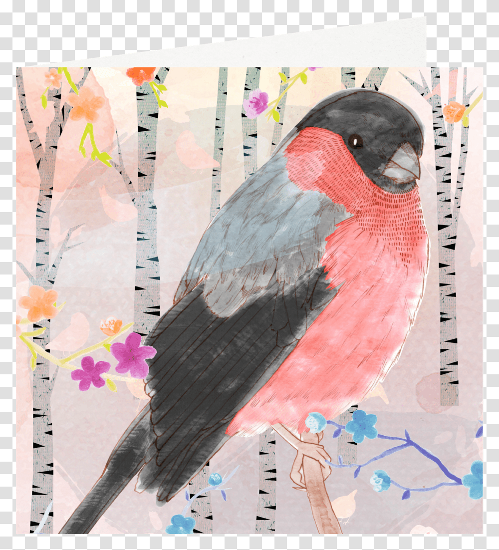 Postcard Drawing Watercolor Paint Rose Breasted Grosbeak, Bird, Animal, Poster, Advertisement Transparent Png