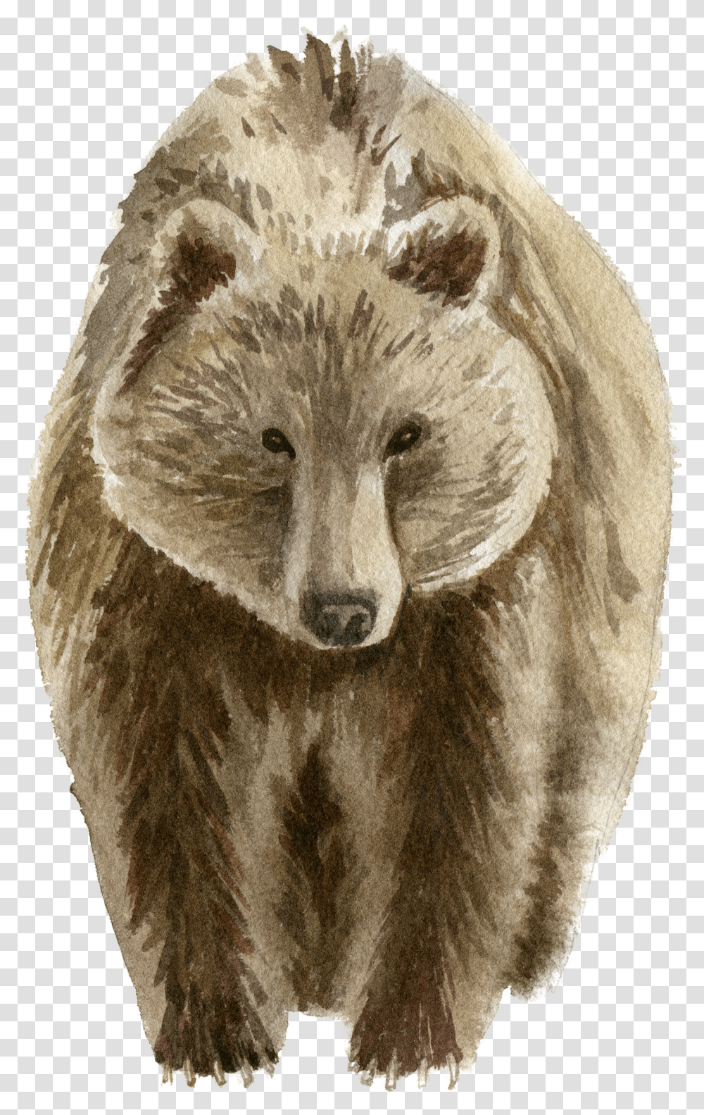 Poster Bear Brown Transparent Png