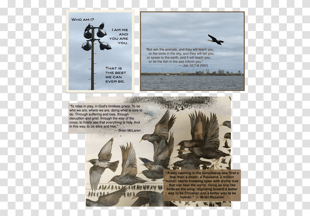 Poster, Bird, Animal, Advertisement, Collage Transparent Png