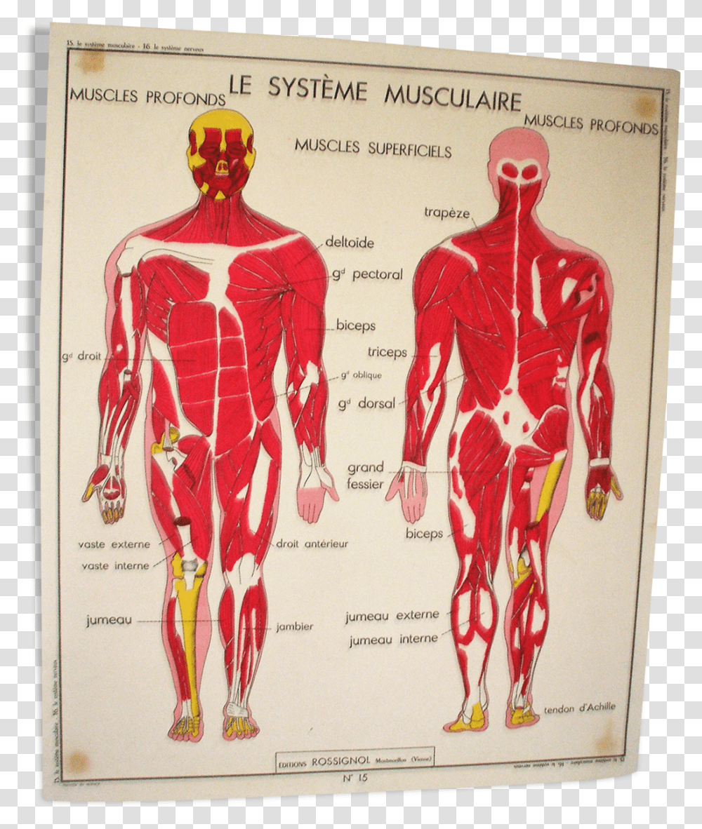 Poster School Nightingale The Muscular System The Carte Corps Humain Vintage, Advertisement, Torso, Person, Human Transparent Png