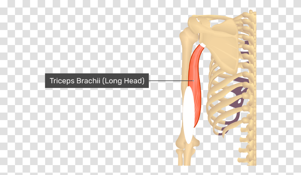 Posterior View Of The Shoulder And Arm Triceps Brachii Triceps Brachii, Skeleton, Teeth, Mouth, Lip Transparent Png