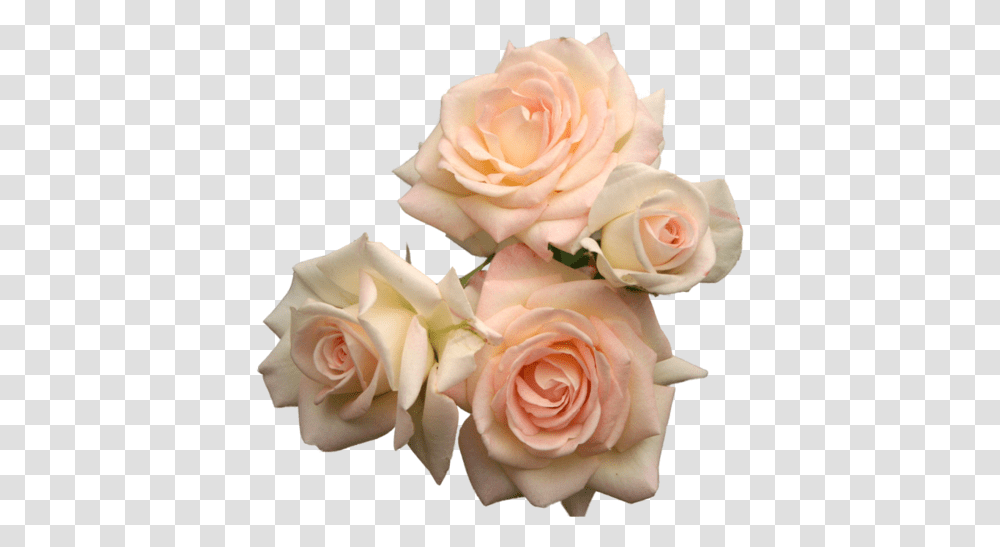Posts Flower Roses Pink Umfag • Purple Aesthetic Flowers, Plant, Blossom, Flower Bouquet, Flower Arrangement Transparent Png