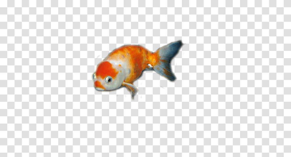 Posts Tagged, Fish, Animal, Goldfish Transparent Png