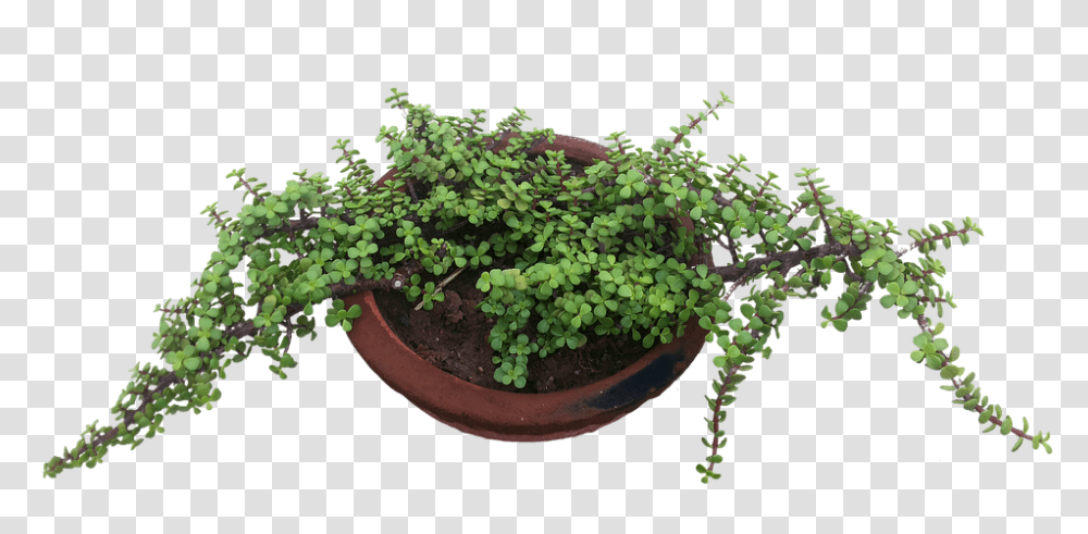 Pot 960, Nature, Potted Plant, Vase, Jar Transparent Png