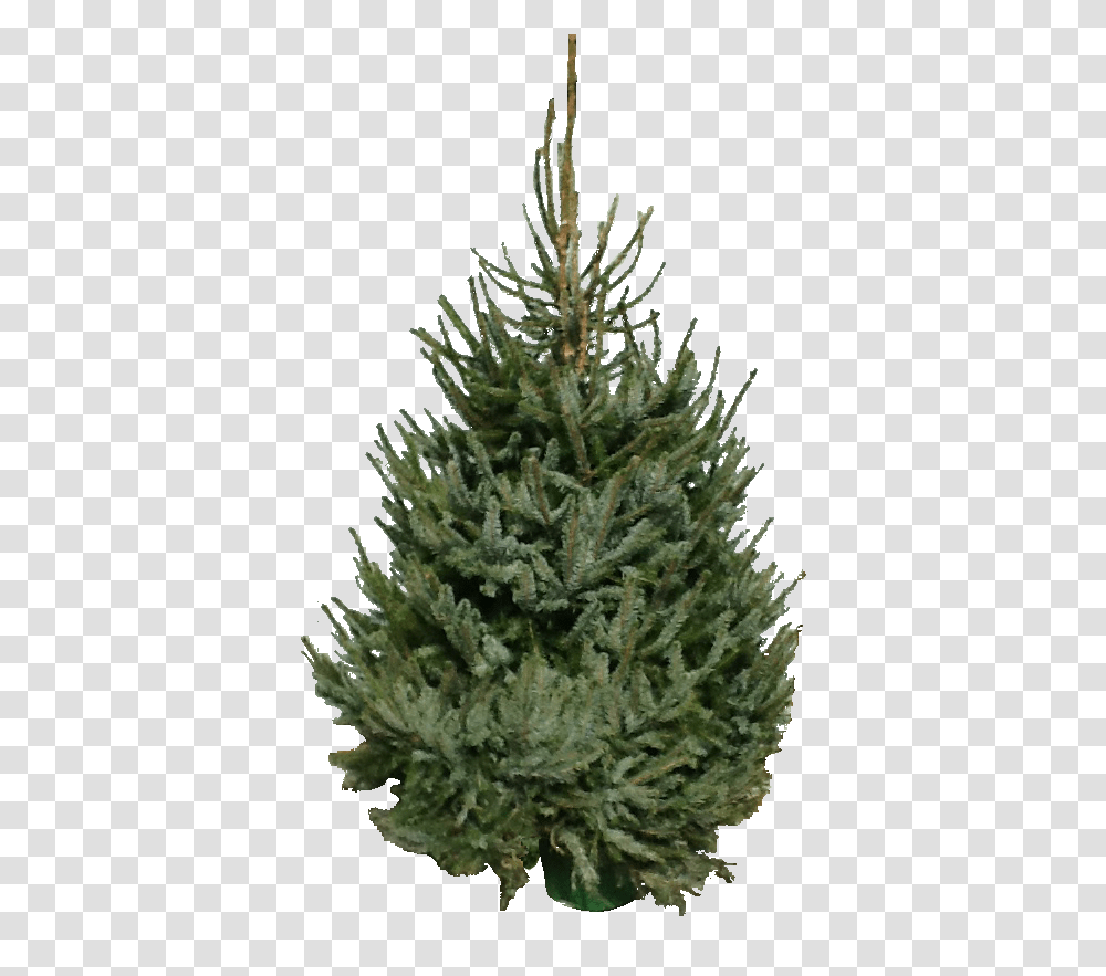 Pot Culture Omorika Christmas Tree, Plant, Pine, Ornament, Fir Transparent Png