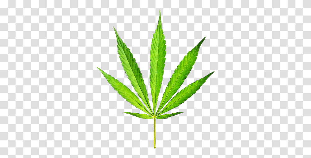 Pot Leaf, Plant, Hemp, Weed Transparent Png