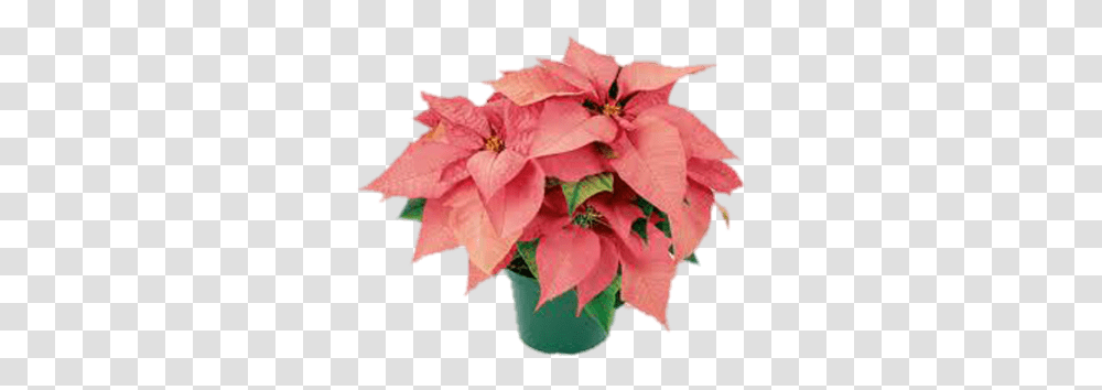 Pot Of Pink Poinsettias Stickpng Pink Poinsettias, Leaf, Plant, Flower, Petal Transparent Png