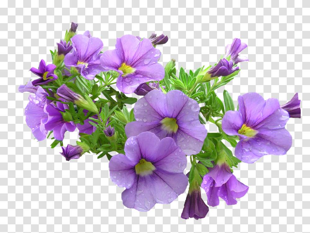 Pot Plant 960, Flower, Geranium, Blossom, Purple Transparent Png