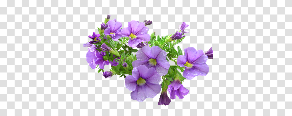 Pot Plant Nature, Geranium, Flower, Blossom Transparent Png