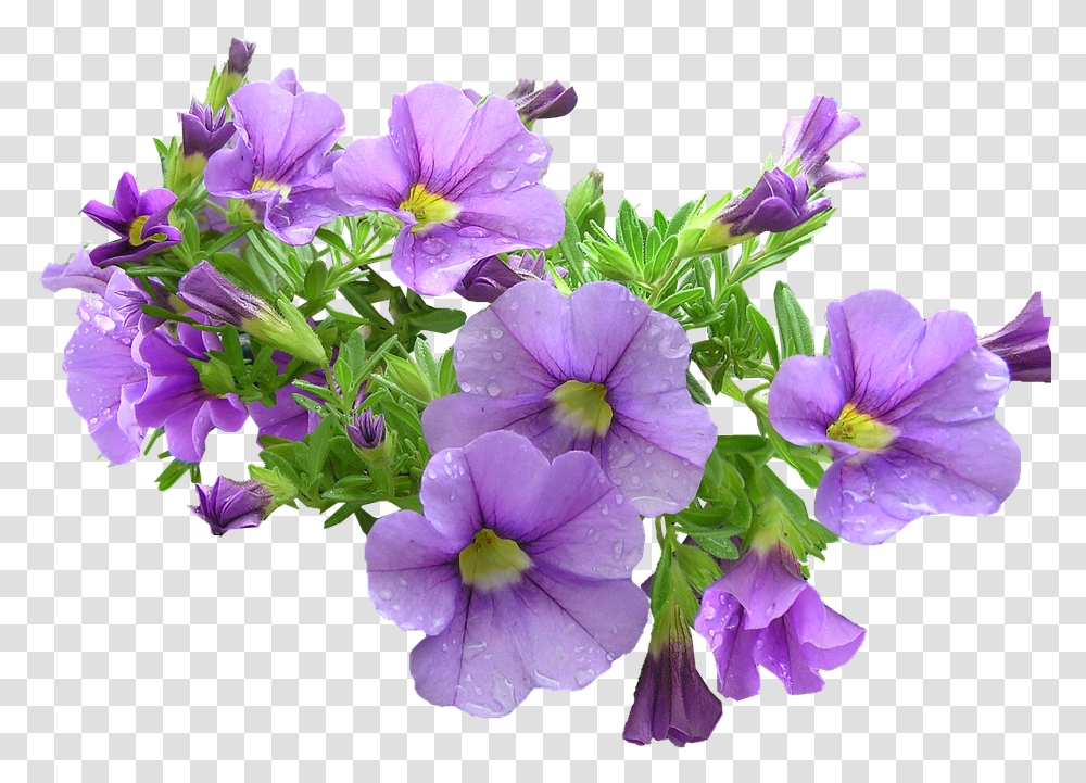 Pot Plant Purple Flowers Purple Flowers, Geranium, Petal, Iris, Potted Plant Transparent Png