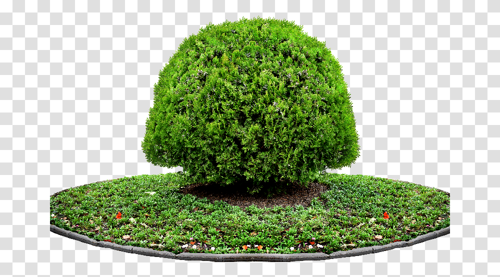 Pot Plant Tree Plant For Photoshop Tree For Tree Images For Photoshop, Bush, Vegetation, Moss, Potted Plant Transparent Png