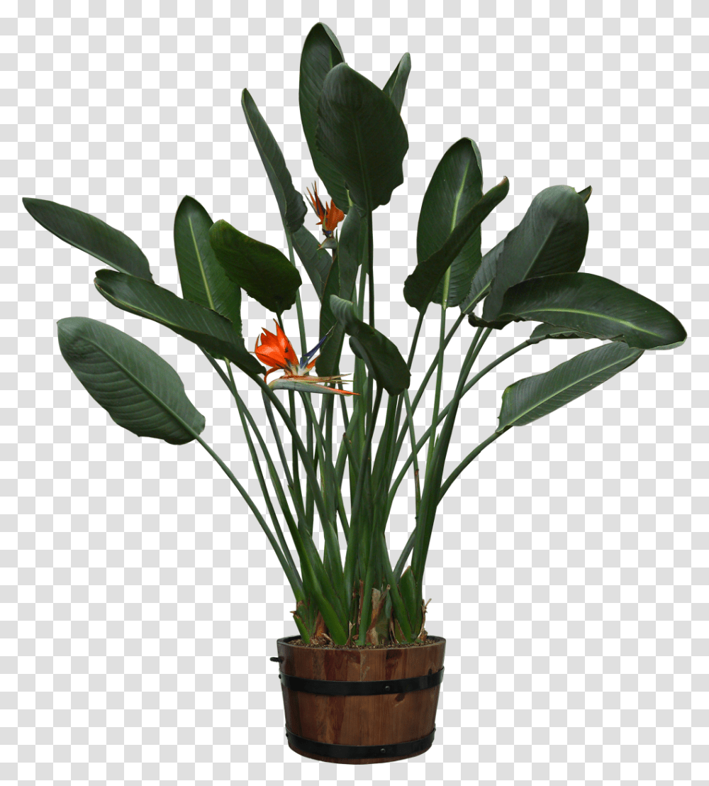 Pot Plants Cut Out, Flower, Blossom, Flower Arrangement, Ikebana Transparent Png