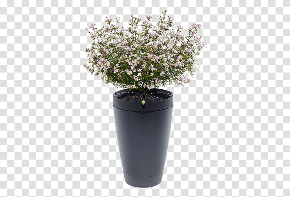 Pot With Soil Background Pot Parrot, Plant, Potted Plant, Vase, Jar Transparent Png