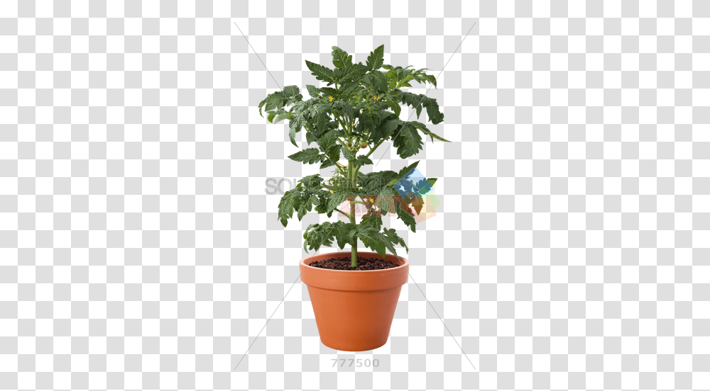 Pot With Soil Background & Clipart Free Plant Pot With Background, Potted Plant, Vase, Jar, Pottery Transparent Png