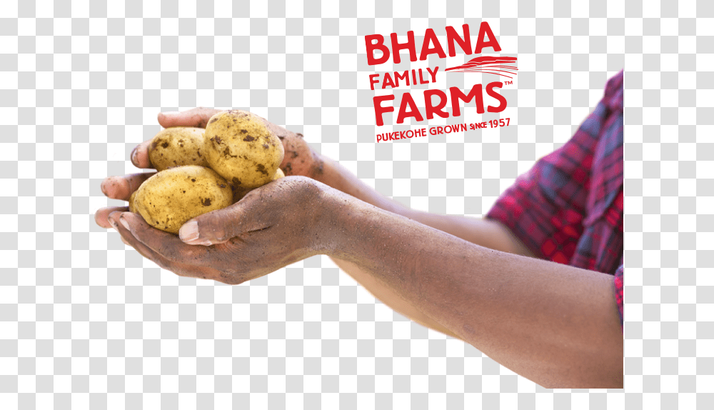 Potato In Hand, Plant, Person, Human, Vegetable Transparent Png