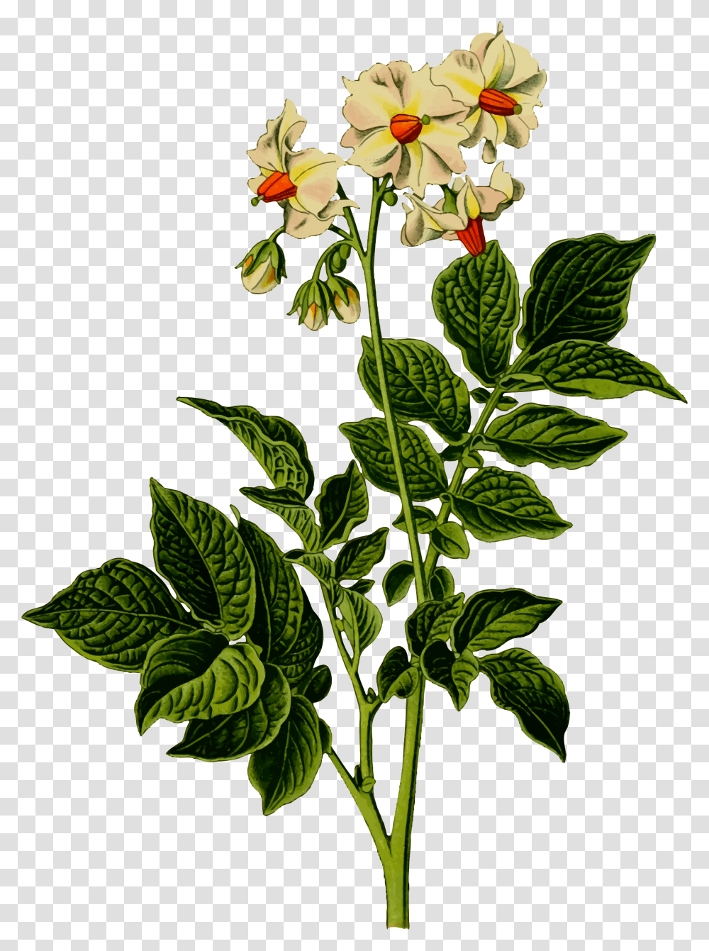 Potato Plant Clip Arts Potato Plant With Flowers, Acanthaceae, Blossom, Leaf, Annonaceae Transparent Png