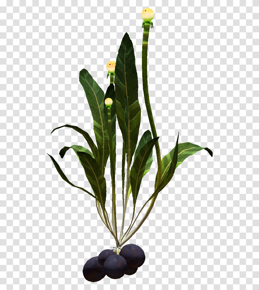 Potato Plant, Flower, Blossom, Amaryllidaceae, Acanthaceae Transparent Png