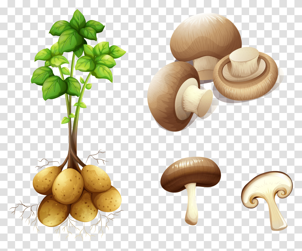 Potato Plant Stem Royalty Free Clip Art Stem Potato, Mushroom, Fungus, Agaric, Amanita Transparent Png