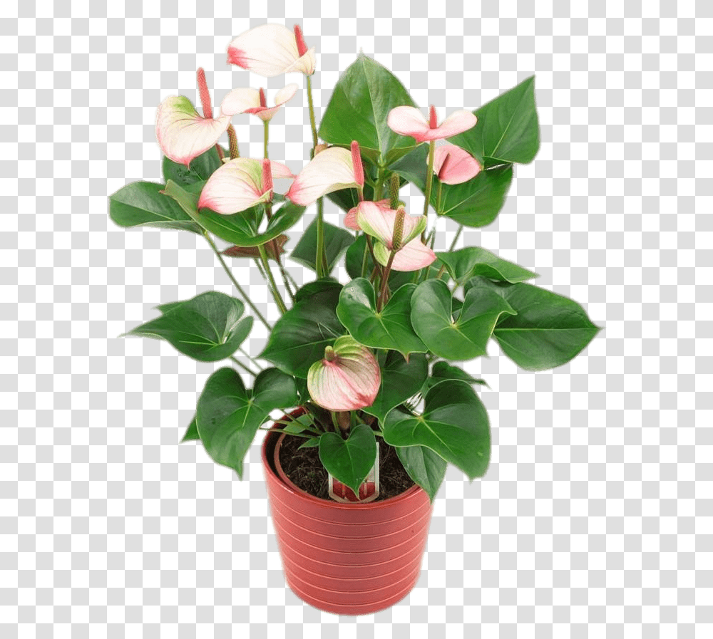 Potted Anthurium Anthurium Princess Amalia Elegance, Plant, Flower, Blossom, Araceae Transparent Png