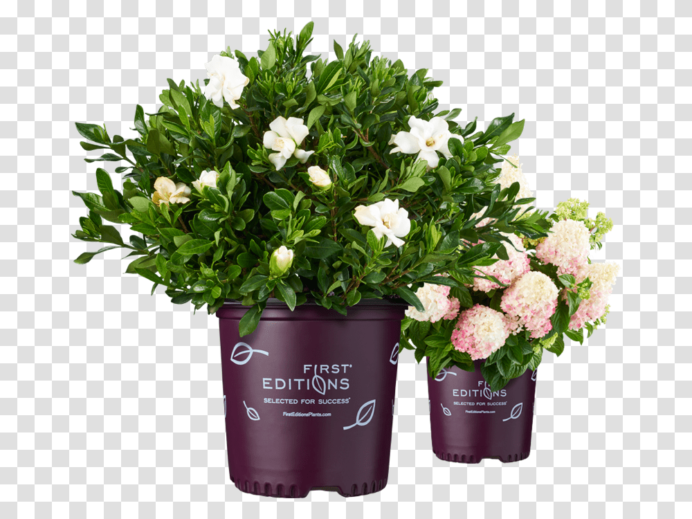 Potted Branded Plants, Flower, Blossom, Flower Arrangement, Flower Bouquet Transparent Png