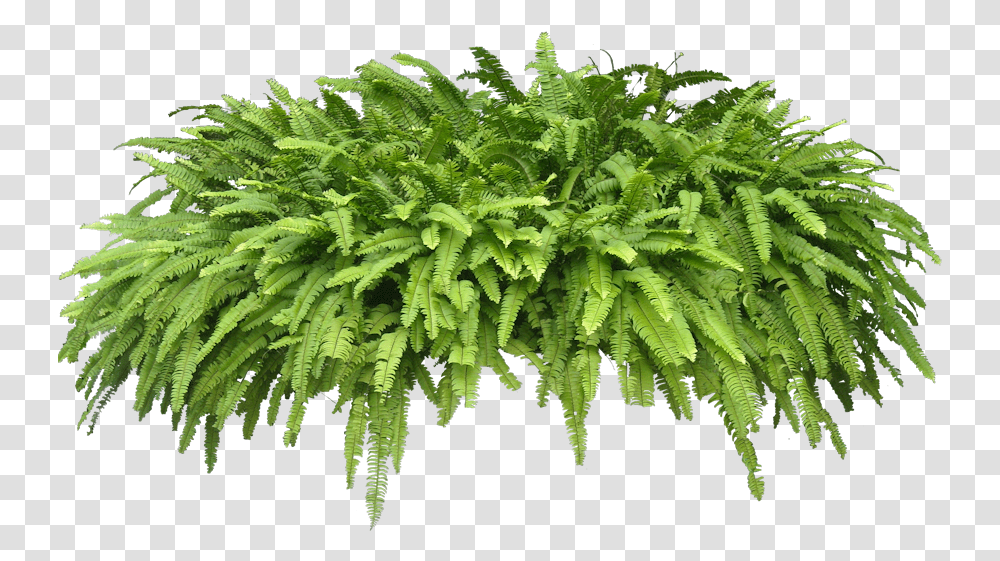 Potted Fern 4 Image Plants Transparent Png