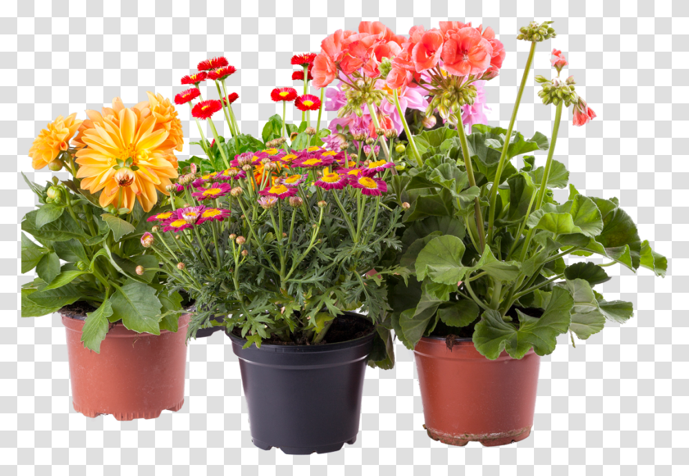 Potted Flower Clipart Flower Pots Images, Plant, Geranium, Blossom, Flower Arrangement Transparent Png