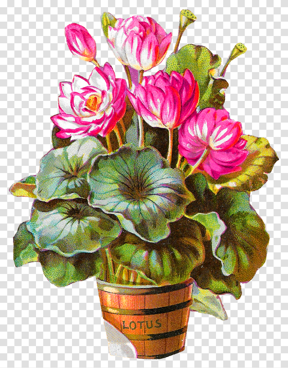 Potted Flower Clipart Hd, Plant, Blossom, Flower Arrangement, Geranium Transparent Png