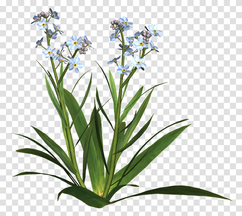 Potted Flowers Plantes Fleurs, Blossom, Iris, Orchid, Flower Arrangement Transparent Png