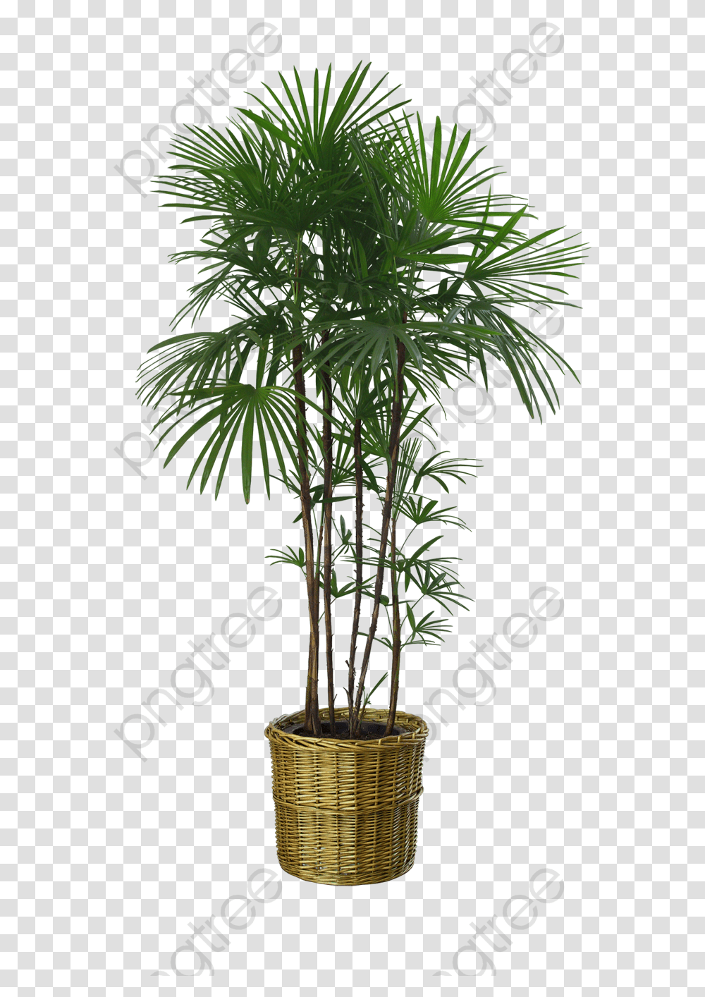 Potted Palm Trees Large Background House Plant, Arecaceae, Leaf, Hemp Transparent Png