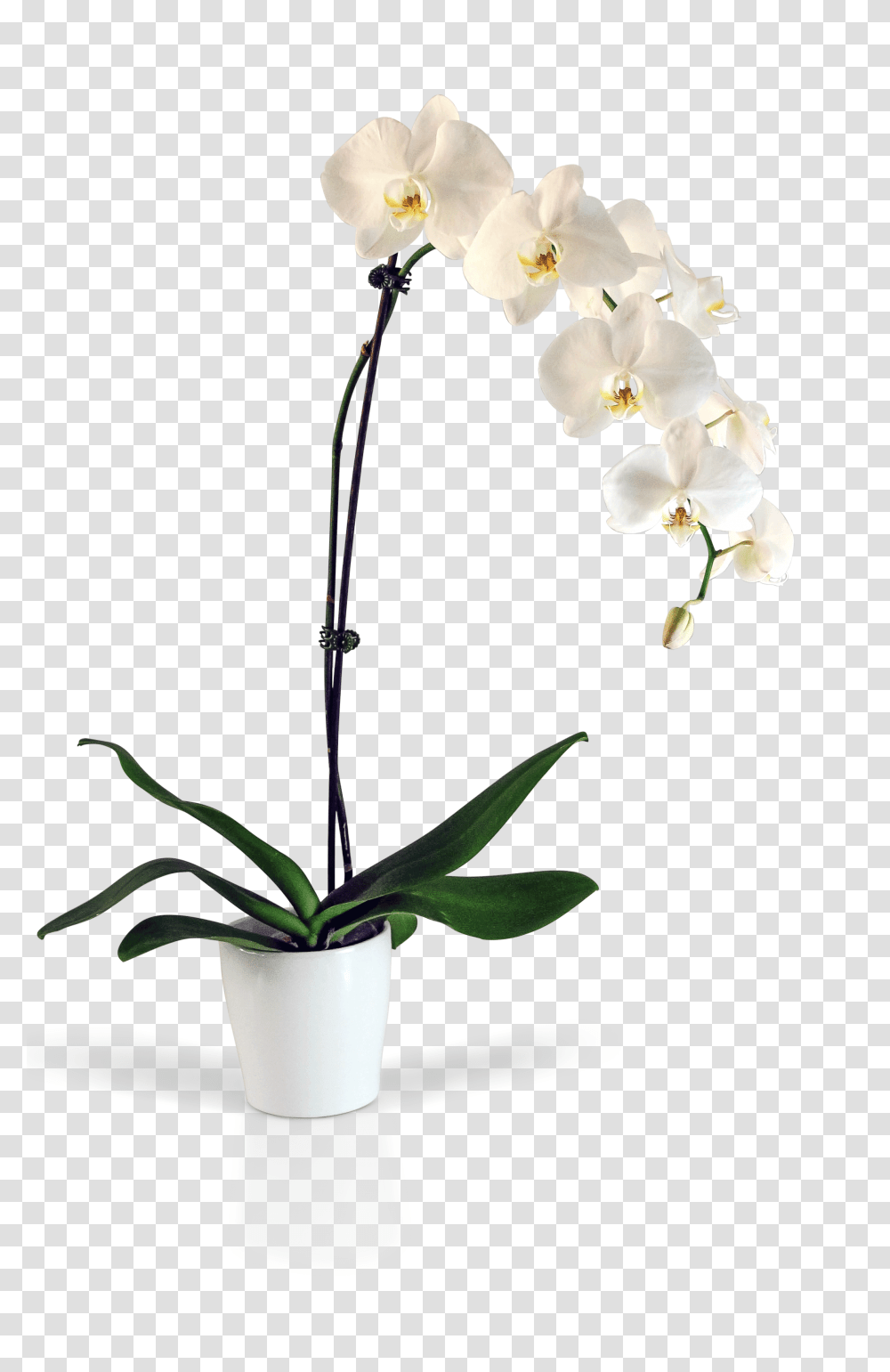 Potted Phaleanopsis Orchid, Plant, Flower, Blossom, Flower Arrangement Transparent Png