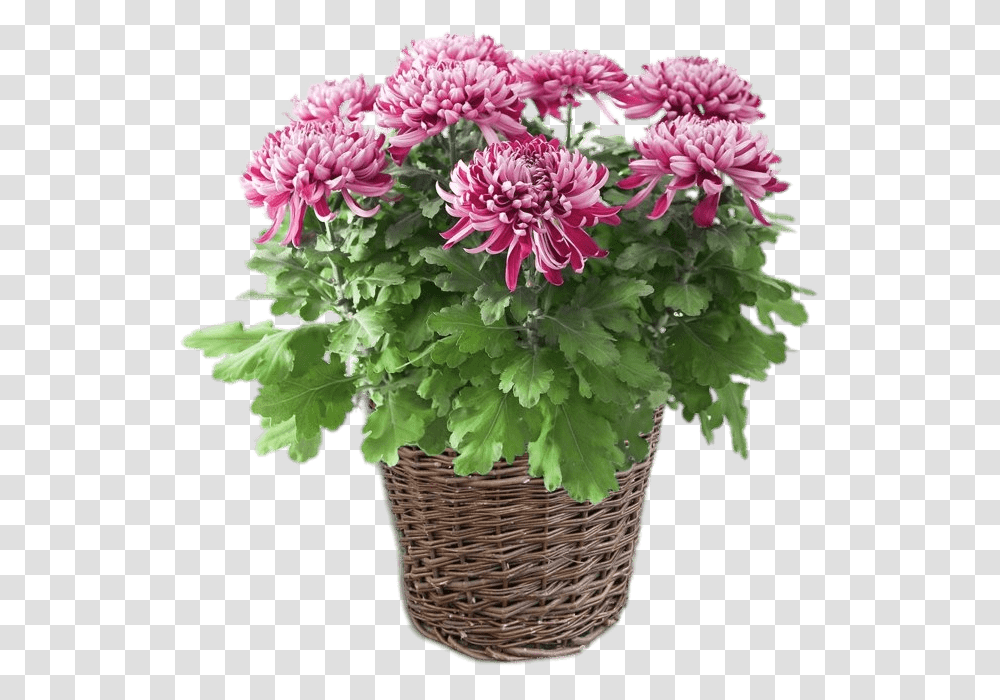 Potted Pink Chrysanthemum Plante D Nergie Positive, Dahlia, Flower, Blossom, Geranium Transparent Png