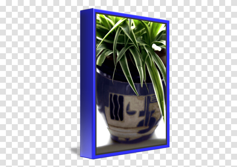 Potted Plant 1 By Martin J Murphy For Indoor, Vase, Jar, Pottery, Pineapple Transparent Png