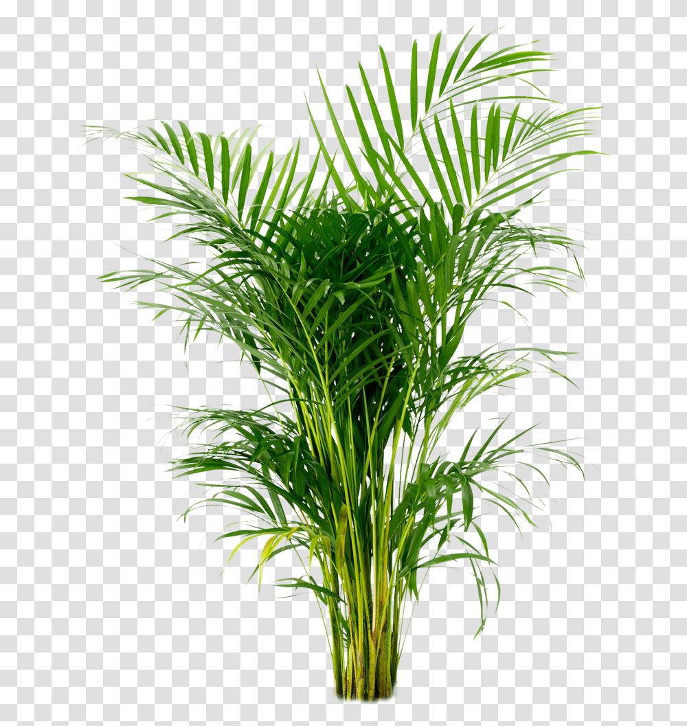 Potted Plant Areca Palm Arecaceae Houseplant Areca Palm, Tree, Vegetation, Palm Tree, Bush Transparent Png