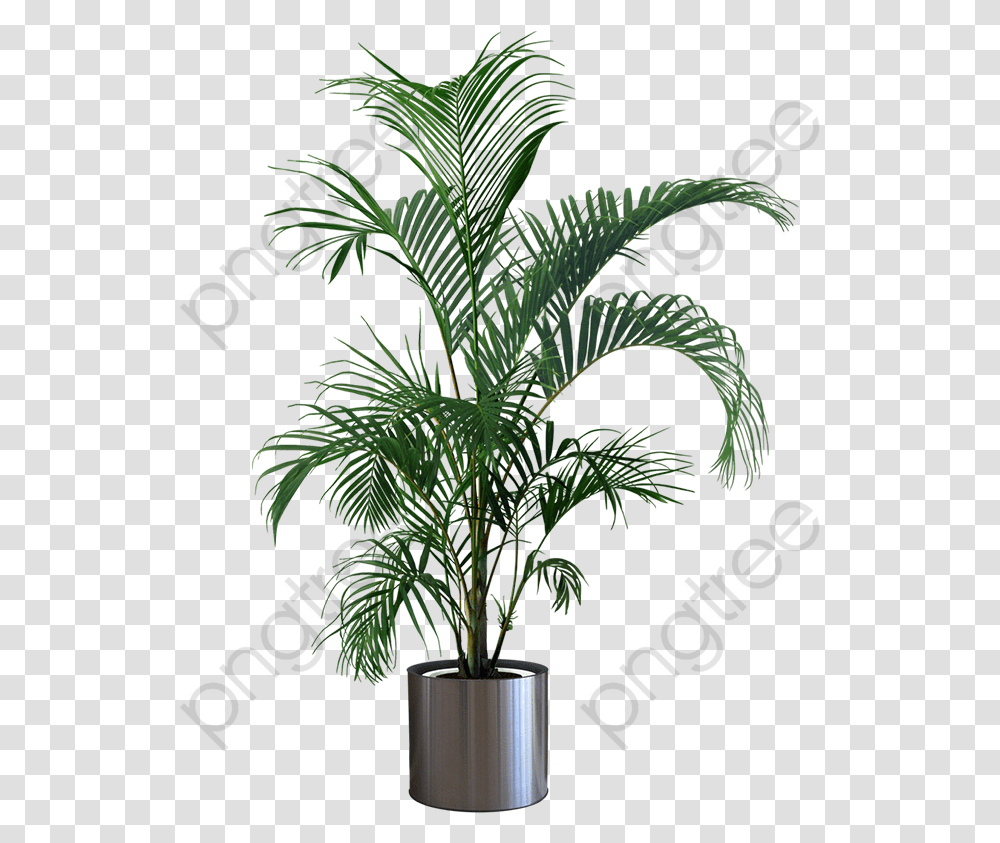 Potted Plant Background, Tree, Palm Tree, Arecaceae, Jar Transparent Png