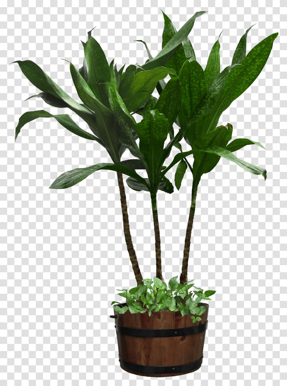 Potted Plant Download Clipart Potted Plant Background, Leaf, Tree, Palm Tree, Arecaceae Transparent Png