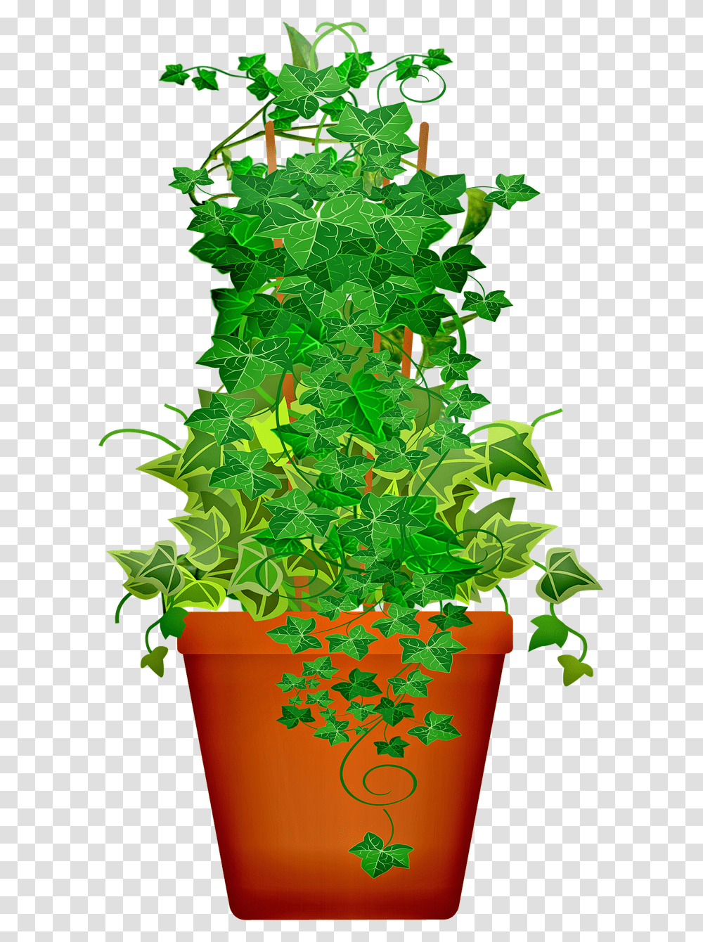 Potted Plant, Leaf, Ivy, Green, Vine Transparent Png