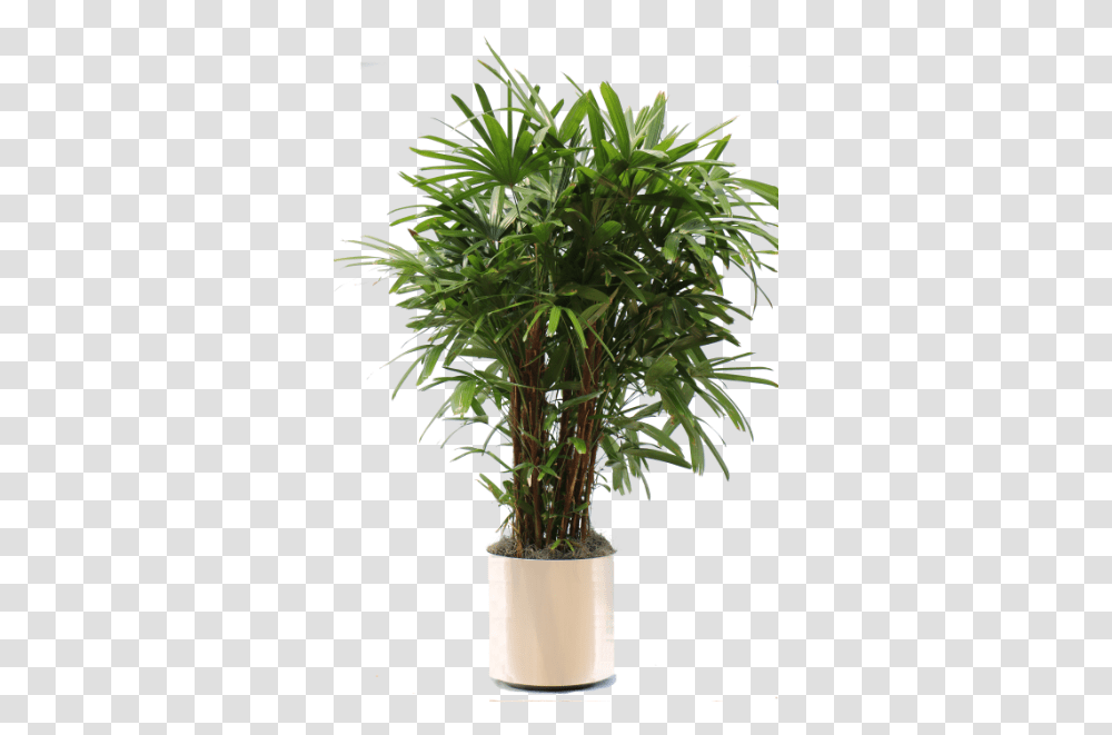 Potted Plant Office Tree, Hemp, Palm Tree, Arecaceae, Leaf Transparent Png