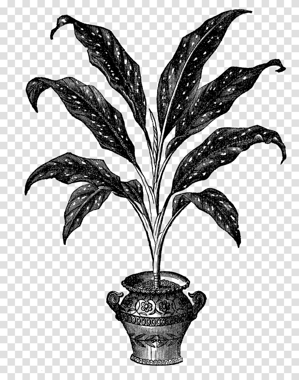 Potted Plant Potted Plant Illustration, Nature, Outdoors, Night, Leaf Transparent Png