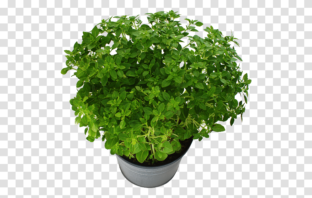 Potted Plant With Green Leaves Free Trees From Above Photoshop, Leaf, Geranium, Flower, Blossom Transparent Png