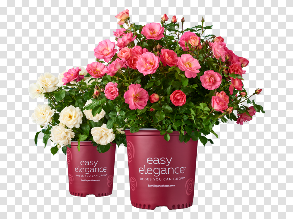 Potted Roses Plant, Flower, Blossom, Geranium, Flower Arrangement Transparent Png