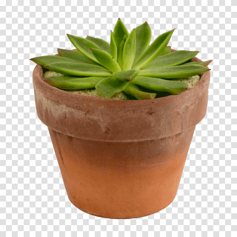 Potted Succulent In An Earthy Container That Replicates An Arid Desert, Plant, Potted Plant, Vase, Jar Transparent Png