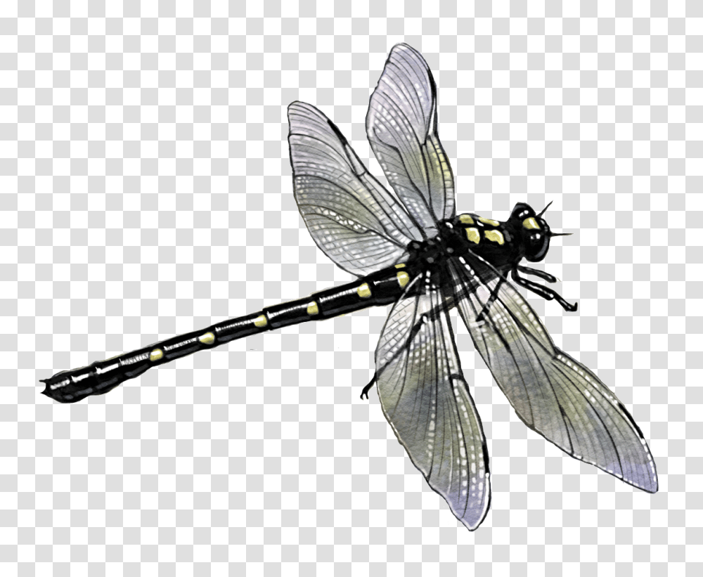 Potton Burton Dragonfly, Insect, Invertebrate, Animal, Anisoptera Transparent Png