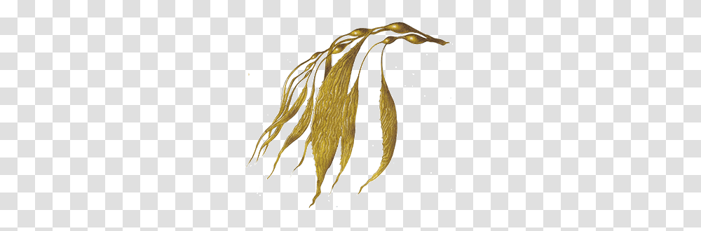 Potton Burton Seaweed, Leaf, Plant, Bird, Animal Transparent Png