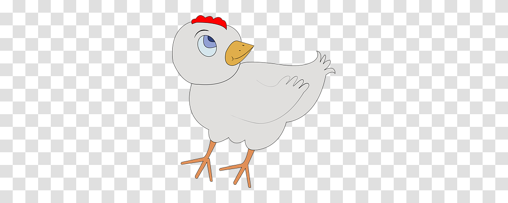 Poultry Animals, Bird, Fowl, Hen Transparent Png