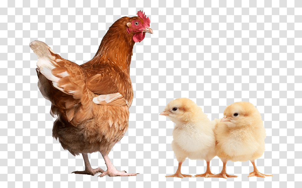 Poultry Animal, Chicken, Fowl, Bird, Hen Transparent Png