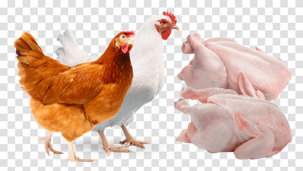 Poultry Background Image Broiler, Chicken, Fowl, Bird, Animal Transparent Png