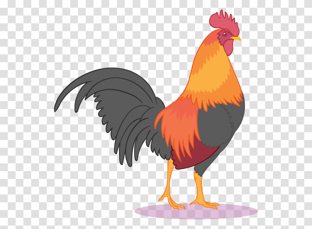 Poultry, Fowl, Bird, Animal Transparent Png
